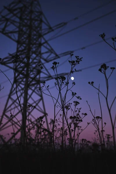 Вертикальний Низькокутний Знімок Красивих Рослин Електричною Вежею Задньому Плані — стокове фото