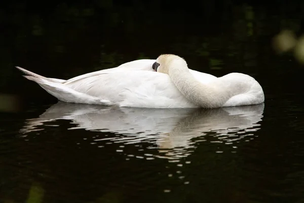Scenery of a beautiful white swan hanging out in the middle of the lake — Stock Photo, Image