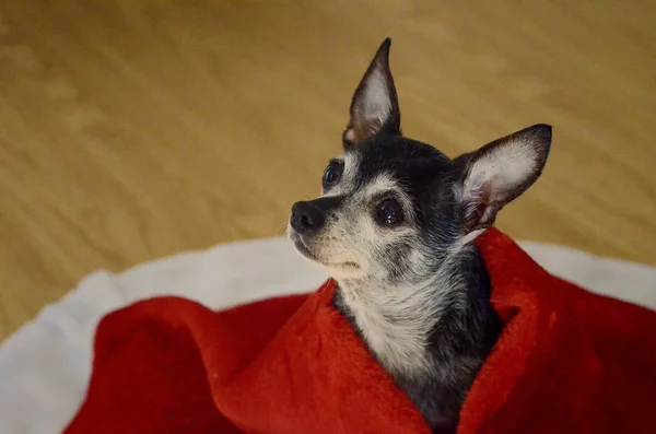A cute chihuahua dog with sad eyes covered with a red blanket