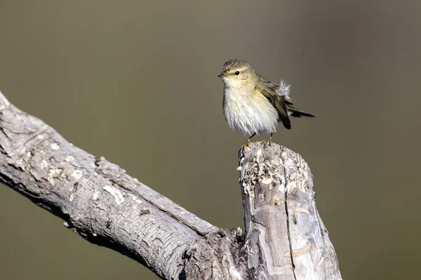 Gemeenschappelijke tjiftjaf, phylloscopus collybita — Stockfoto