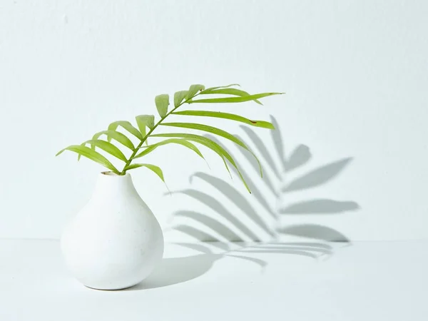 Egy Zöld Szobanövény Egy Fehér Kerámia Vázában Melynek Árnyéka Fehér — Stock Fotó