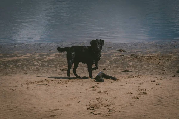 Ein Süßer Hund Der Ufer Ufernähe Steht Und Die Kamera — Stockfoto