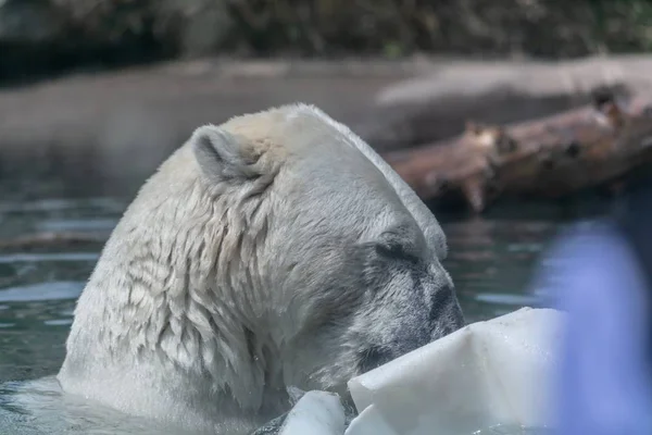 動物園の木の枝や緑に囲まれた湖のホッキョクグマ — ストック写真