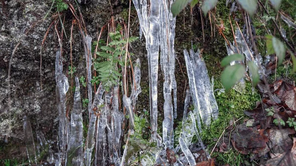 Een Landschap Van Kleurrijke Bladeren Boomtakken Bedekt Met Ijspegels Water — Stockfoto