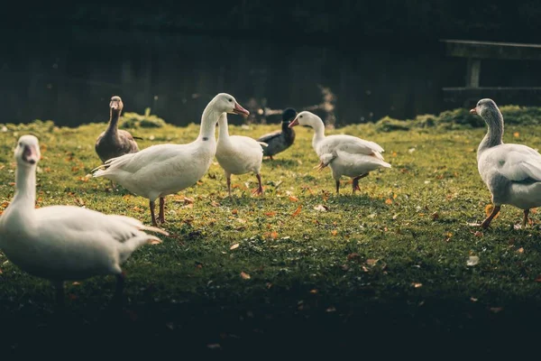 Krásné Kachny Hrají Jezera Říjnové Podzimní Období — Stock fotografie