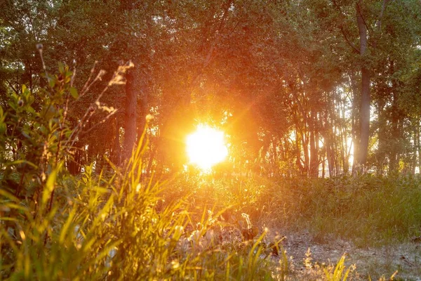 Forêt couverte d'herbe et d'arbres sous la lumière du soleil pendant l'heure dorée — Photo