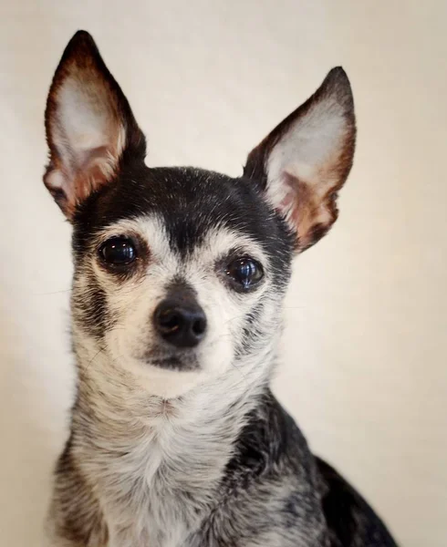 Closeup shot of a cute chihuahua dog on a beige background — 스톡 사진