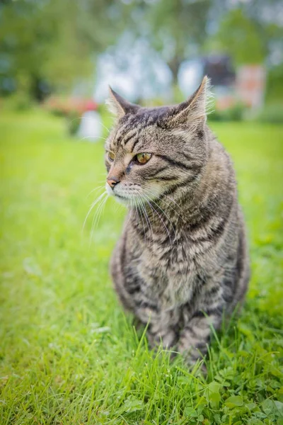 Een Huiskat Zittend Het Groene Gras Met Een Wazige Achtergrond — Stockfoto