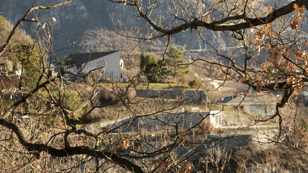 Arbre nu avec une petite ville à l'arrière-plan — Photo