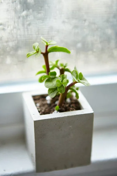 Eine Zimmerpflanze Einem Betonblumentopf Auf Einem Fensterbrett Einem Raum — Stockfoto