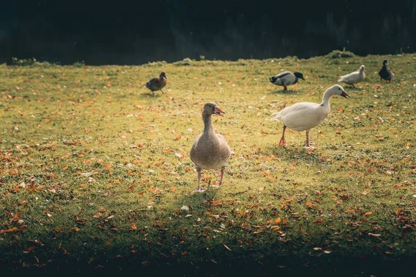 Bons Patos Brincar Volta Lago Outubro Temporada Outono — Fotografia de Stock