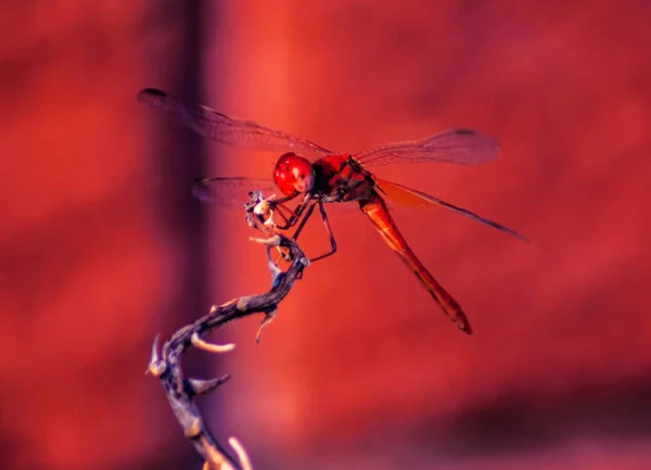 Closeup Shot Net Winged Insect Piece Wood Blurred Background — ストック写真