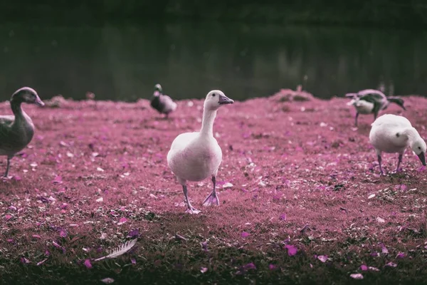 Liebliche Enten Die Einen See Spielen Herbstsaison Oktober — Stockfoto