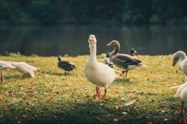 Bonitos Patos Jugando Alrededor Lago Octubre Temporada Otoño — Foto de Stock