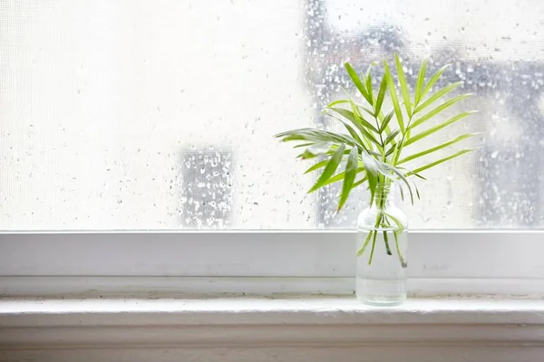 Green Houseplant Glass Bottle Window Sill Daytime — 스톡 사진