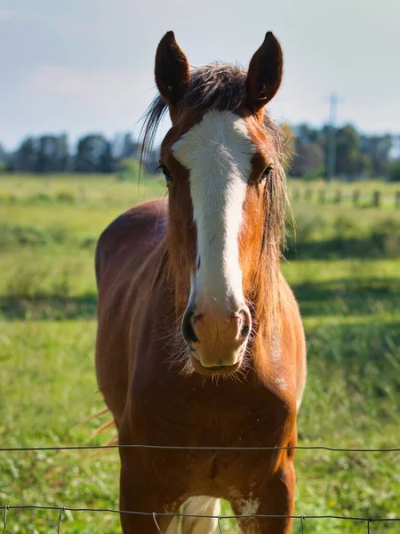 Cavalo Marrom Campo Cercado Por Vegetação Sob Luz Sol Com — Fotografia de Stock