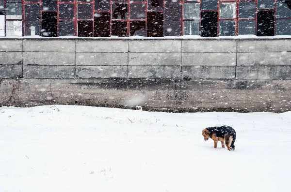 Lindo labrador de pie en el suelo nevado en frente de la casa durante el copo de nieve en invierno —  Fotos de Stock