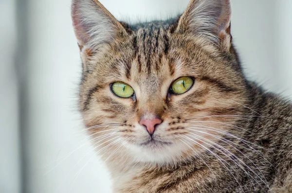Primer plano de la cara de un hermoso gato con ojos verdes sobre un fondo borroso —  Fotos de Stock
