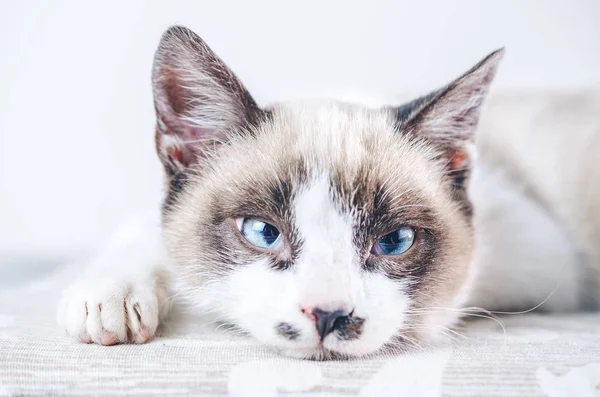 Primer plano de la cara marrón y blanca de un lindo gato de ojos azules —  Fotos de Stock