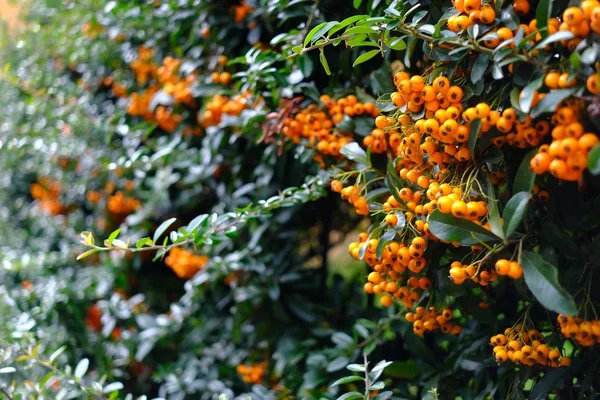 Eine Wand aus reifen orangefarbenen Feuerdornen in grünen Blättern — Stockfoto