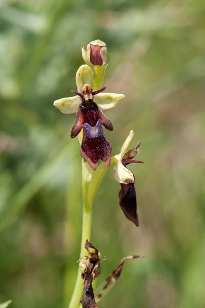 Captura de enfoque selectivo vertical de la planta floreciente Ophrys insectifera —  Fotos de Stock