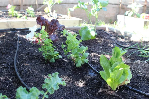 Een Selectieve Focus Shot Van Planten Tuin — Stockfoto