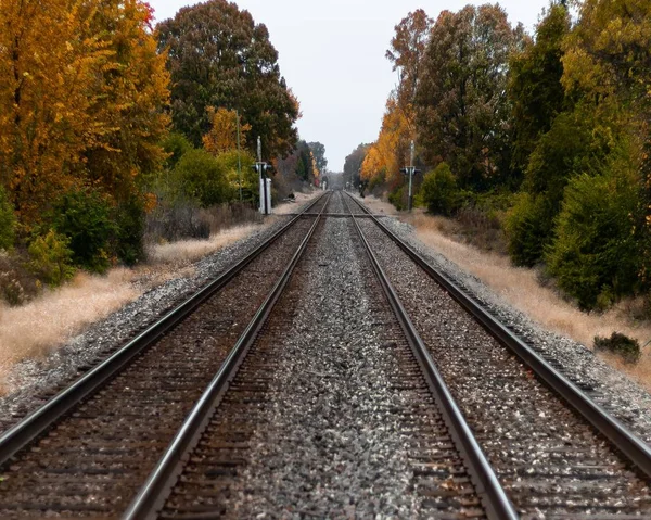 Selective focus shot of train tracks in the middle of green and yellow trees — Stock Photo, Image