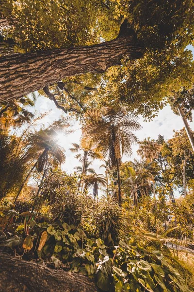 Tiro vertical de bajo ángulo de árboles amarillos en el bosque en Funchal, Madeira, Portugal — Foto de Stock