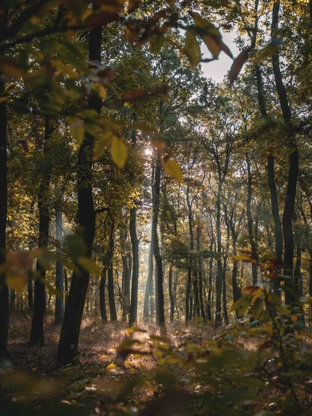 Лес Покрытый Деревьями Листьями Солнечным Светом Размытом Фоне — стоковое фото