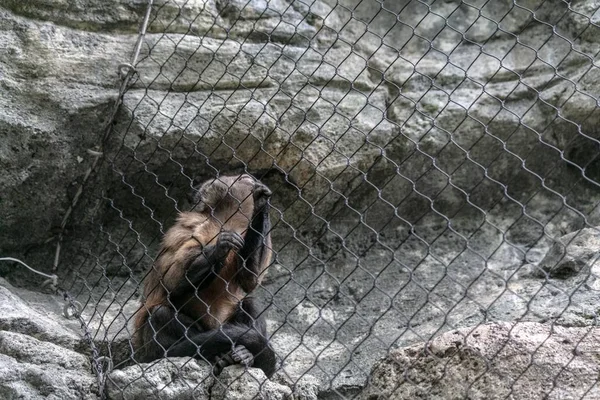Ein Affe Hinter Den Maschendrahtzäunen Umgeben Von Felsen Sonnenlicht Eines — Stockfoto