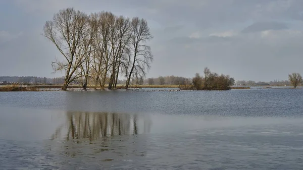 Stromy rostou u jezera a odrážejí se ve vodě — Stock fotografie