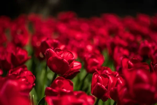 Vue Gros Plan Magnifiques Tulipes Rouges Poussant Sur Terrain Avec — Photo