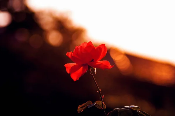 Primer Plano Una Rosa Jardín Pétalos Rojos Con Fondo Borroso —  Fotos de Stock