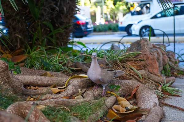 歩道の木の下に木の棒を集める鳩 — ストック写真