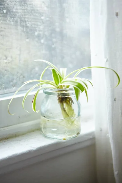 Green Houseplant Glass Jar Window Sill Rainy Day — 스톡 사진