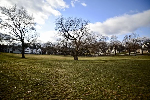 Field Full Trees Leaves Green Grass Spring — Stock Photo, Image