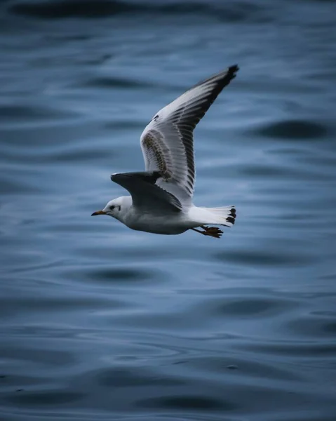 Disparo Vertical Una Gaviota Europea Arenque Volando Sobre Mar Concepto — Foto de Stock