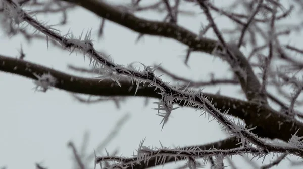 Bir Ağaçtaki Donmuş Karın Yakın Plan Seçmeli Odak Noktası — Stok fotoğraf