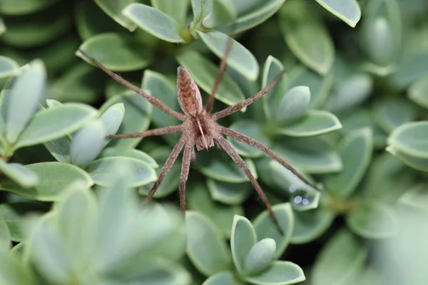 Die Netzspinne Pisaura Mirabilis Ist Eine Spinnenart Aus Der Familie — Stockfoto