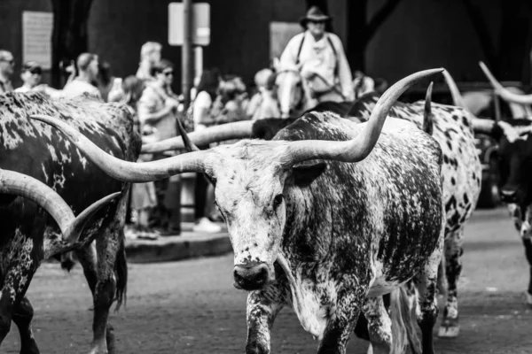 Strzał w skali szarości longhornów spacerujących po ulicy — Zdjęcie stockowe