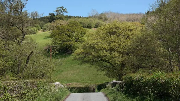 Une Route Milieu Des Champs Herbeux Des Arbres Jour — Photo