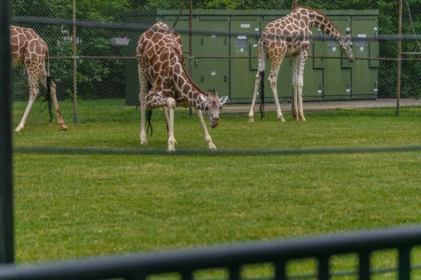 Champ Avec Des Girafes Sur Entouré Verdure Des Clôtures Sous — Photo