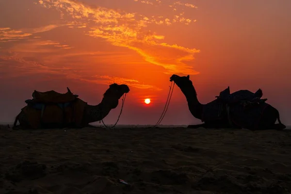 Par Camellos Sentados Siluetas Durante Hora Puesta Del Sol Bajo — Foto de Stock