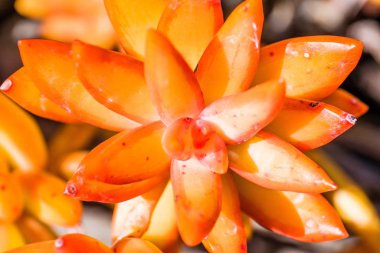 Closeup of a colorful Pachyphytum under sunlight with a blurry background clipart