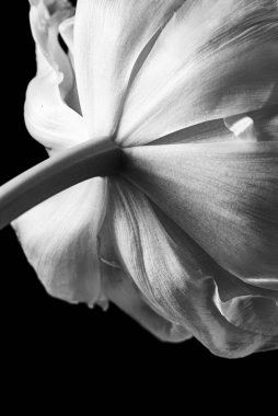 A vertical closeup greyscale shot of an anemone flower against a black background clipart