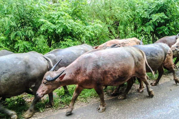 Primer Plano Búfalos Agua Caminando Sumba Indonesia —  Fotos de Stock