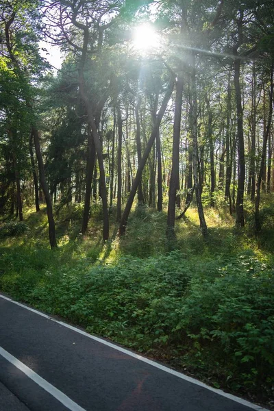 Silnice obklopená lesem pokrytým keři a stromy pod slunečním světlem — Stock fotografie