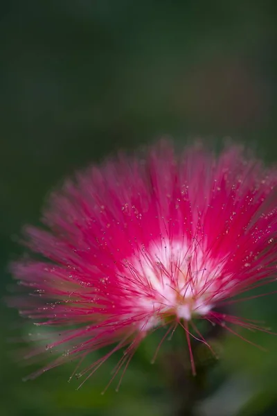 Vertikální Detailní Záběr Růžové Květiny Pokryté Kapkami Rosy Rozmazaném Pozadí — Stock fotografie