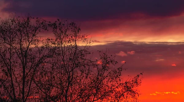 夕方の赤い夕日の間に曇った空の下で木のシルエット — ストック写真