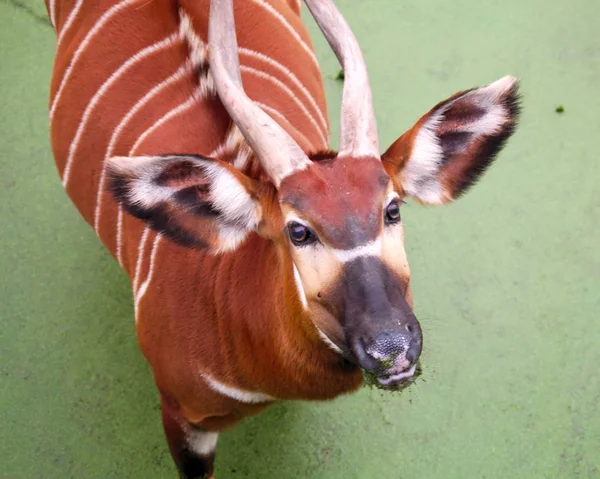 Ein Blick Aus Der Vogelperspektive Auf Einen Bongo Der Tagsüber — Stockfoto